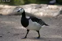 Nonnengans auch Wei�wangengans