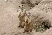 Schwarzschwanz-Pr�riehunde