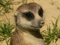 Portrait eines Erdm�nnchens im K�lner Zoo