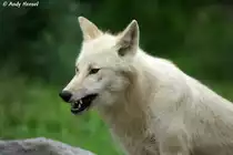 Polarwolf