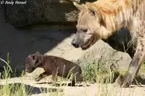 T�pfelhy�nen-Nachwuchs