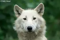 Polarwolf 