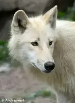 Polarwolf 