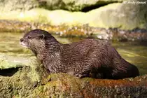 Zwergotter oder auch als Kurzkrallenotter bezeichnet.