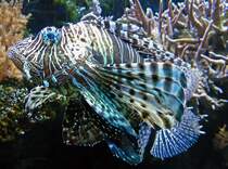 ein Rotfeuerfisch im Aqaurium des K�lner Zoos, leider noch keine passende Kategorie hier vorhanden