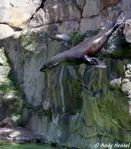 Kopfsprung eines S�dafrikanischen Seeb�ren 01