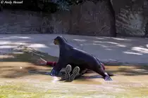 Kalifornischer Seel�we - Trainingsstunde Foto 16