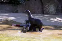 Kalifornischer Seel�we - Trainingsstunde Foto 15