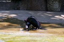 Kalifornischer Seelwe - Trainingsstunde Foto 14