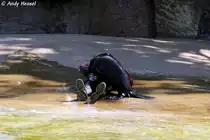 Kalifornischer Seel�we - Trainingsstunde Foto 14