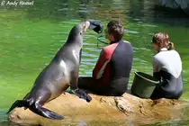 Kalifornischer Seel�we - Trainingsstunde Foto 12