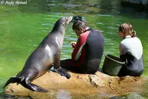 Kalifornischer Seel�we - Trainingsstunde Foto 11 - Hier wird das Basecap vom Trainer ab- und aufgesetzt.