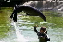 Kalifornischer Seel�we - Trainingsstunde Foto 06