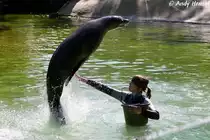 Kalifornischer Seel�we - Trainingsstunde Foto 05