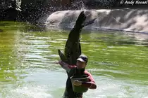 Kalifornischer Seel�we - Trainingsstunde Foto 04