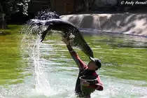 Kalifornischer Seel�we - Trainingsstunde Foto 03