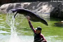 Kalifornischer Seel�we - Trainingsstunde Foto 02