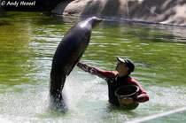 Kleine Trainingstunde fr den Kalifornischen Seelwen. Leider war der Standpunkt etwas gegen die Sonne. Ein anderer Standpunkt war aber nicht mglich. Trainingsstunde Foto 01