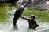 Kleine Trainingstunde f�r den Kalifornischen Seel�wen. Leider war der Standpunkt etwas gegen die Sonne. Ein anderer Standpunkt war aber nicht m�glich. Trainingsstunde Foto 01