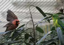 Vorf�hrung im Vogelhaus. Ein Roter Kardinal (Cardinalis cardinalis) zeigt einem Zitronensittich seine Fl�gel.