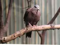 Rostt�ubchen (Columbina talpacotti) am 11.3.2010 im Zoo Berlin.