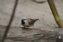 G�rtelgrasfink (Poephila cincta) am 11.3.2010 im Zoo Berlin.