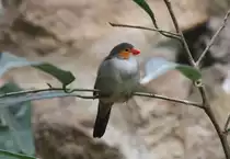 Orangeb�ckchen (Estrilda melpoda) am 11.3.2010 im Zoo Berlin.
