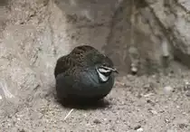 M�nnliche Zwergwachtel (Coturnix chinensis) am 11.3.2010 im Zoo Berlin.