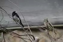 Familie Trauerpf�ffchen (Sporophila luctuosa) am 11.3.2010 im Zoo Berlin.