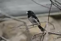 M�nnliches Trauerpf�ffchen (Sporophila luctuosa) am 11.3.2010 im Zoo Berlin.