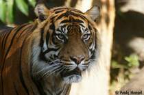 Tiger sind eines meiner Lieblingsobjekte zum fotgrafieren. Hier ein sibirischer Tiger oder auch Amurtiger