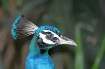 Pfau im Langkawi WildLife Park am 23.Mai 2009.