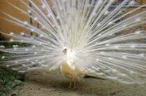 Albino Pfau im Langkawi WildLife Park am 23.Mai 2009.
