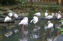 Flamingos im Langkawi WildLife Park am 23.Mai 2009.
