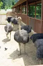Strausse im Langkawi WildLife Park am 23.Mai 2009.