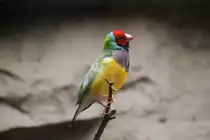 Gouldamadine (Chloebia gouldiae) am 11.3.2010 im Zoo Berlin.