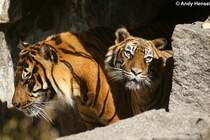 Sibirische Tiger oder auch Amurtiger