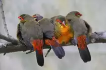 Eine Gruppe Goldbr�stchen (Amandava subflava) auf dem Ast. Zoo Berlin am 11.3.2010.