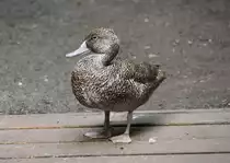 Affenente (Stictonetta naevosa) am 11.3.2010 im Zoo Berlin.