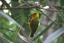 Genickbandweber (Ploceus castaneiceps) beim Nestbau. Zoo Berlin am 11.3.2010.