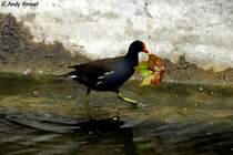 Teichralle beim Bau eines Nestes im Lwengehege. Ob das gut geht???