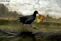 Teichralle beim Bau eines Nestes im L�wengehege. Ob das gut geht???