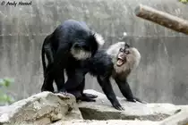 Scheint ja Spass zu machen. Bartaffen oder Wanderus