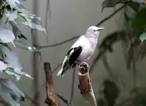 Mandarinstar (Sturnia sinensis) am 11.3.2010 im Zoo Berlin.