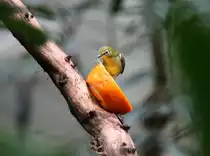 Dieser Ganges-Brillenvogel (Zosterops palpebrosus) zupft sich einen Saftschlauch aus einer Orange. Zoo Berlin am 11.3.2010.
