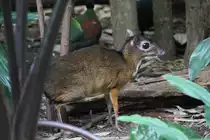 Das Kleinkantschil (Tragulus javanicus) ist ein aus S�dostasien stammendes nachtaktives Hirschferkel, bei dem die M�nnchen Hauer besitzen. Zoo Berlin am 11.3.2010.