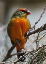 Goldbrstchen (Amandava subflava) am 11.3.2010 im Zoo Berlin.