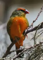 Goldbr�stchen (Amandava subflava) am 11.3.2010 im Zoo Berlin.