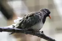 Kapt�ubchen (Oena capensis) am 11.3.2010 im Zoo Berlin.
