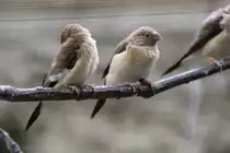 Silberschn�belchen (Lonchura cantans) am 11.3.2010 im Zoo Berlin.